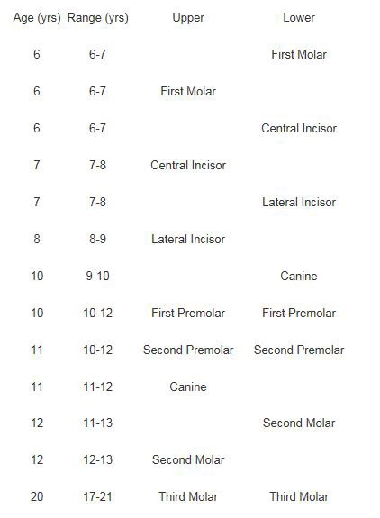 Permanent teeth eruption age